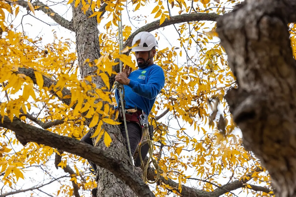Skilled Emergency Tree Service crew working in Hillsdale